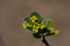 Wikstroemia uva-ursi