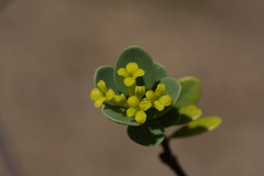 Wikstroemia uva-ursi