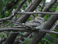 Hydropsalis climacocerca