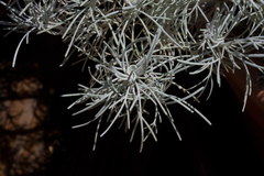 Artemisia mauiensis