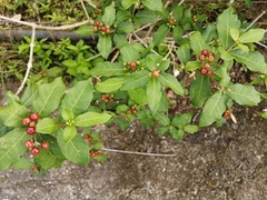 Rauvolfia