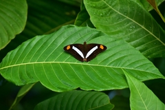 Adelpha basiloides
