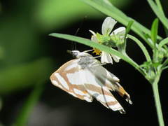 Thisbe lycorias