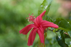 Hibiscus kokio