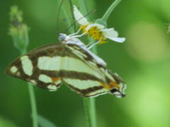 Thisbe lycorias