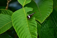 Adelpha basiloides
