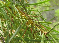 Acacia petraea