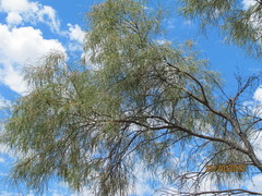 Acacia petraea