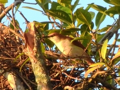 Certhiaxis mustelinus
