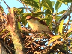 Certhiaxis mustelinus