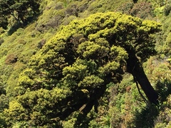 Prumnopitys ferruginea
