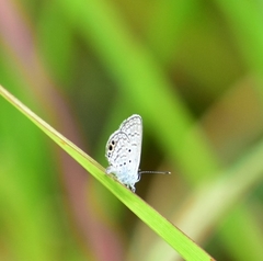 Hemiargus