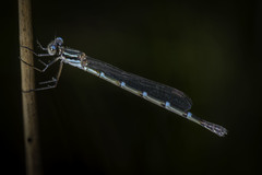 Austrolestes minjerriba