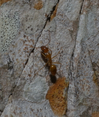 Camponotus chloroticus