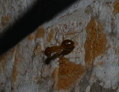 Camponotus chloroticus