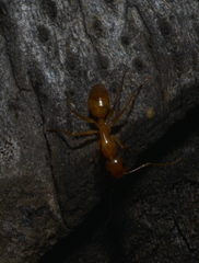 Camponotus chloroticus