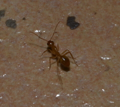 Camponotus chloroticus