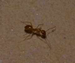 Camponotus chloroticus