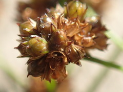 Juncus planifolius