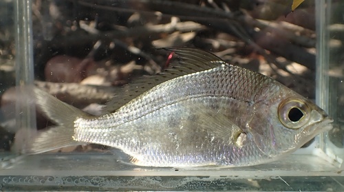 Longspine silver-biddy (Gerres macracanthus) — Gerreidae — 4