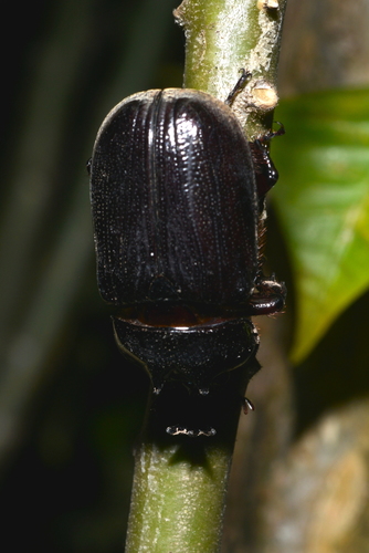 Hoploryctoderus tridens