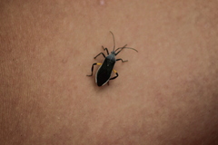 Plaxiscelis limbata
