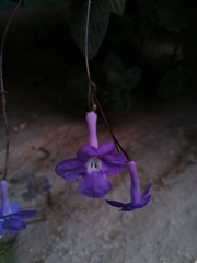 Streptocarpus saxorum