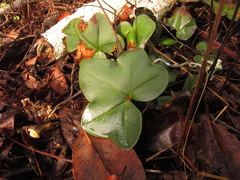 Lytoneuron ornithopus