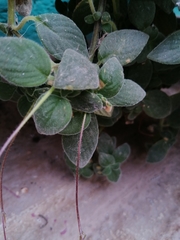 Streptocarpus saxorum