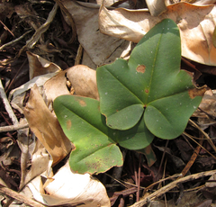 Lytoneuron ornithopus