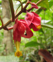 Drymonia coccinea