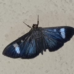 Erilusa leucoplagalis