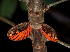 Phaenopharos struthioneus