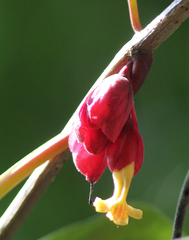 Drymonia coccinea