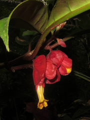 Drymonia coccinea