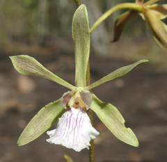 Encyclia xerophytica