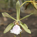 Encyclia caximboensis - Photo (c) Rich Hoyer, some rights reserved (CC BY-NC-SA), uploaded by Rich Hoyer