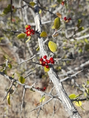 Castela peninsularis