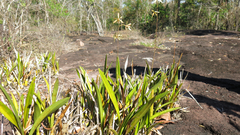 Encyclia xerophytica