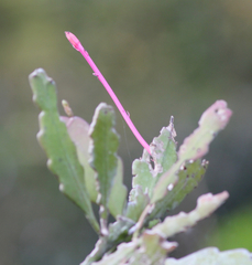 Epiphyllum phyllanthus