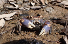 Chasmagnathus convexus