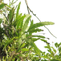 Epiphyllum phyllanthus