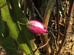 Epiphyllum phyllanthus