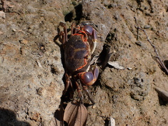 Chasmagnathus convexus