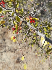 Castela peninsularis
