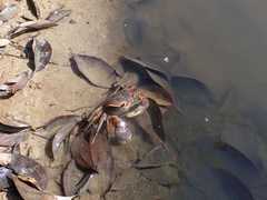 Chasmagnathus convexus