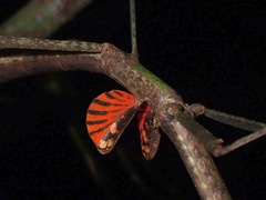 Phaenopharos struthioneus