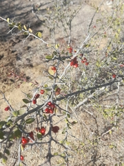 Castela peninsularis