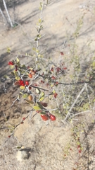 Castela peninsularis
