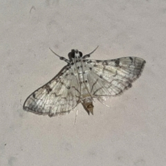 Hileithia approprialis